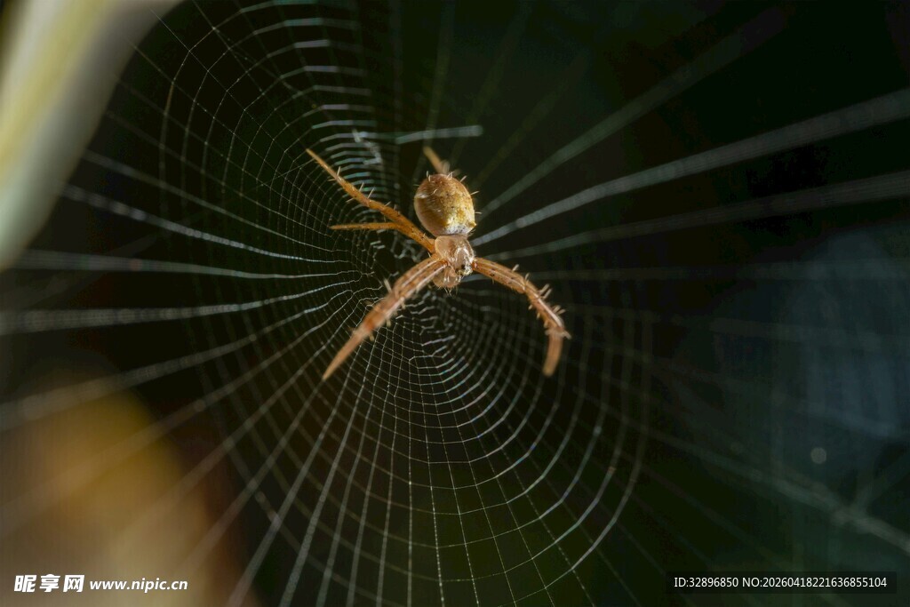 蜘蛛织网特写