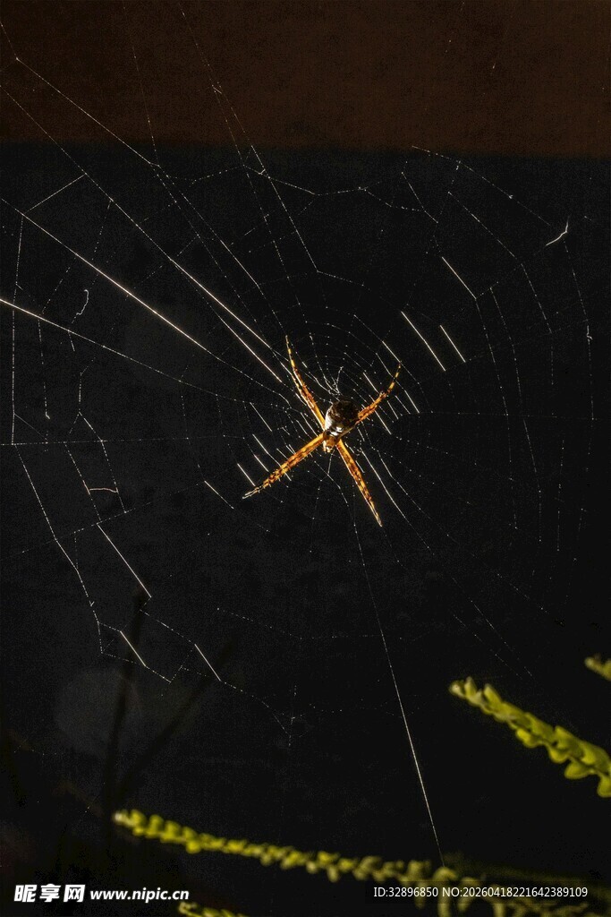 夜幕下的蜘蛛与它的蛛网