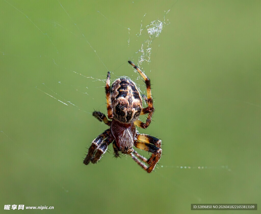 蜘蛛悬于蛛丝上