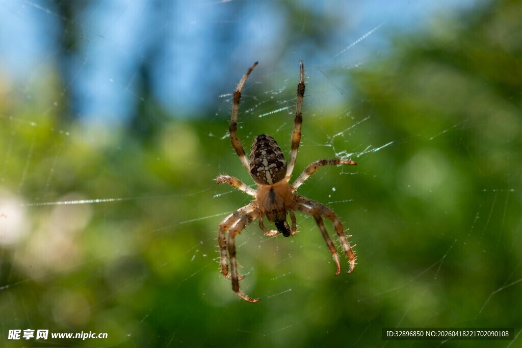 悬于空中的花纹蜘蛛