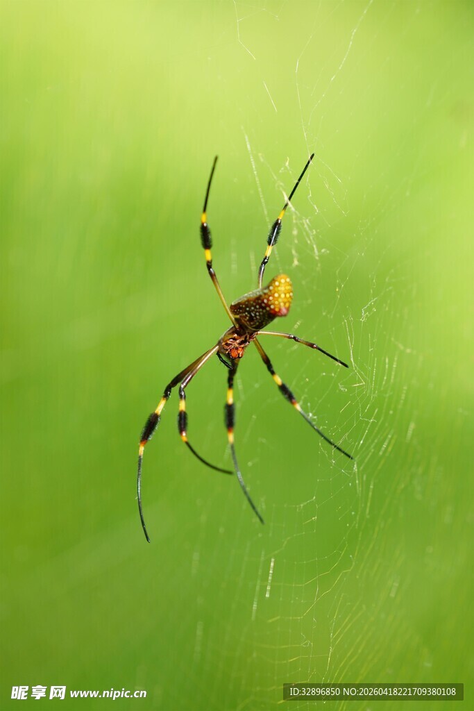绿背景下的多彩蜘蛛