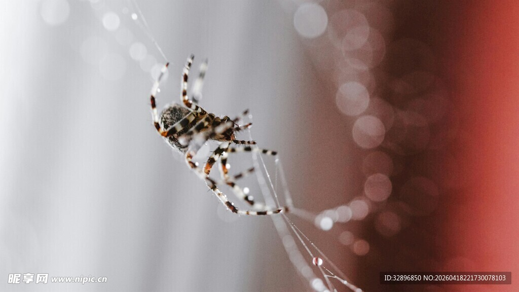 蜘蛛于蛛网上的微距特写