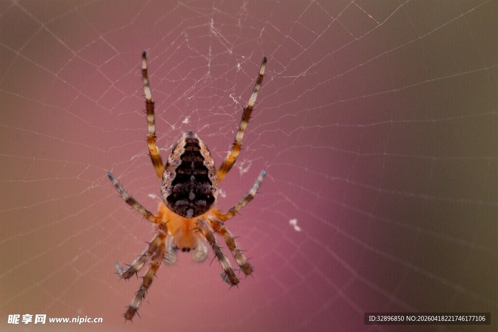 色彩斑斓的蜘蛛