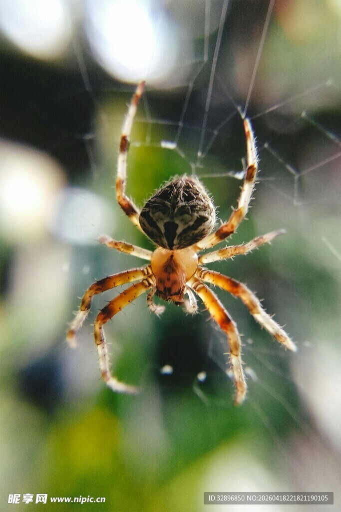 蜘蛛悬于蛛网特写