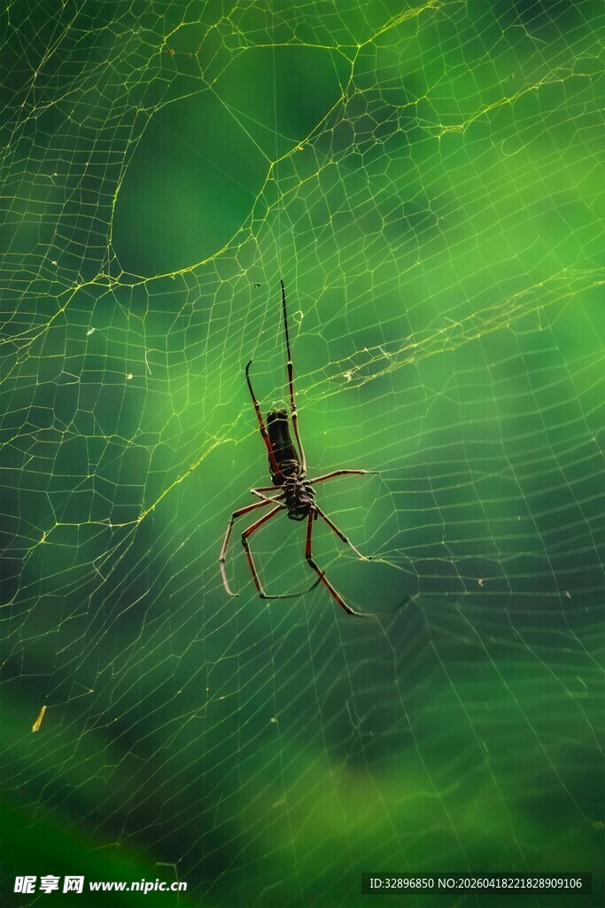 蜘蛛于蛛网中的自然景象