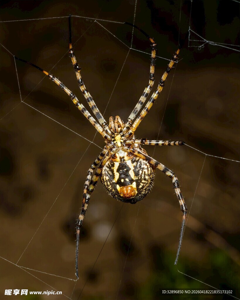 蛛网中的花纹蜘蛛