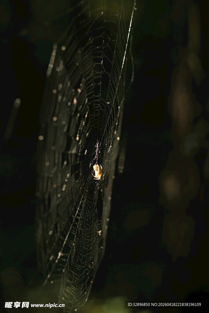 黑暗中的蛛网与小昆虫