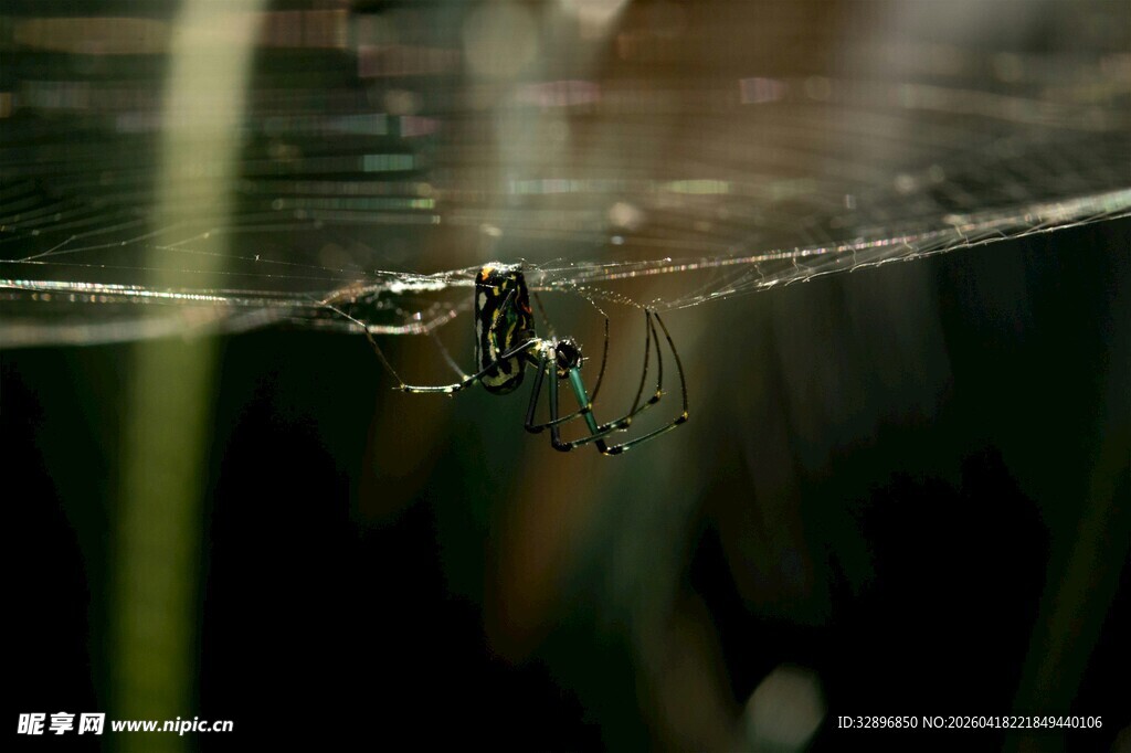 蜘蛛于蛛网上的静谧瞬间