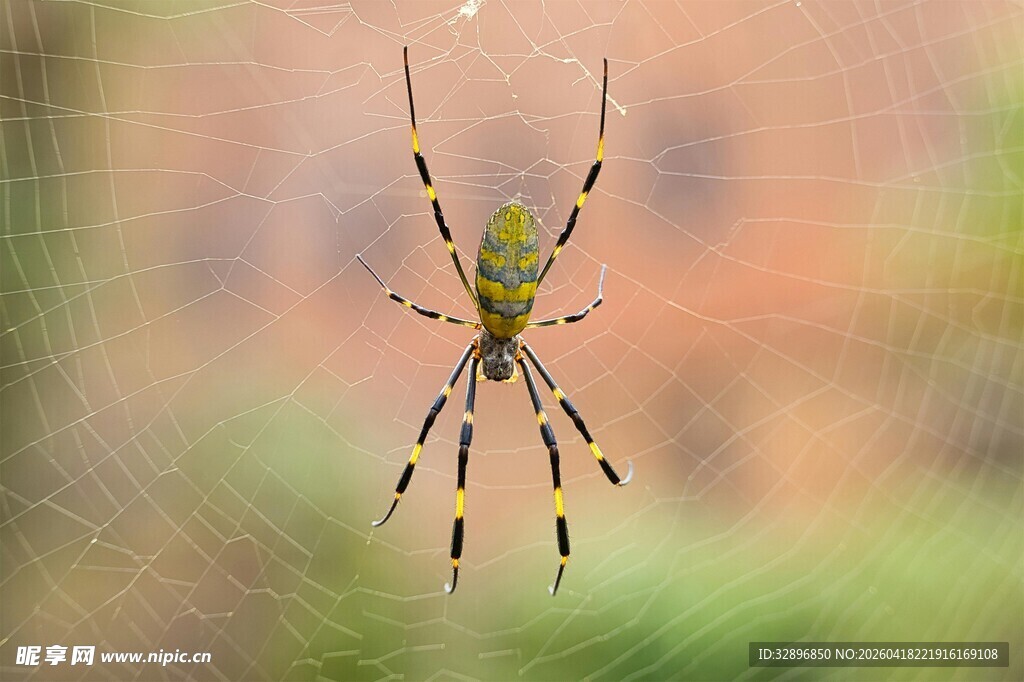 悬挂于网的斑斓蜘蛛