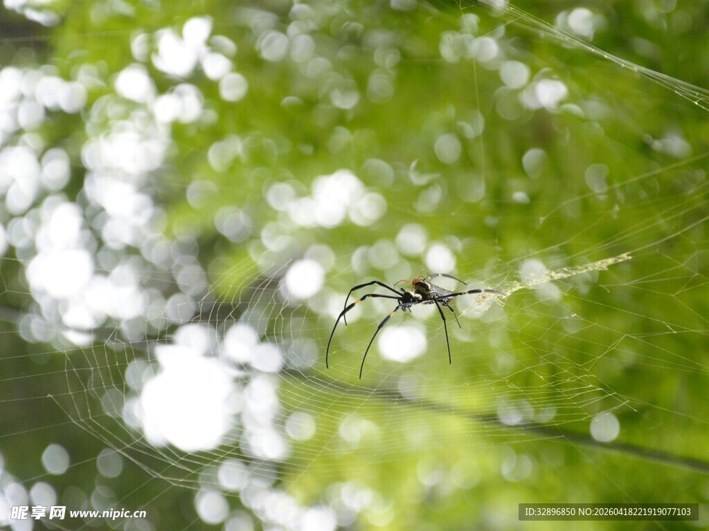 蜘蛛于蛛网上的清新瞬间