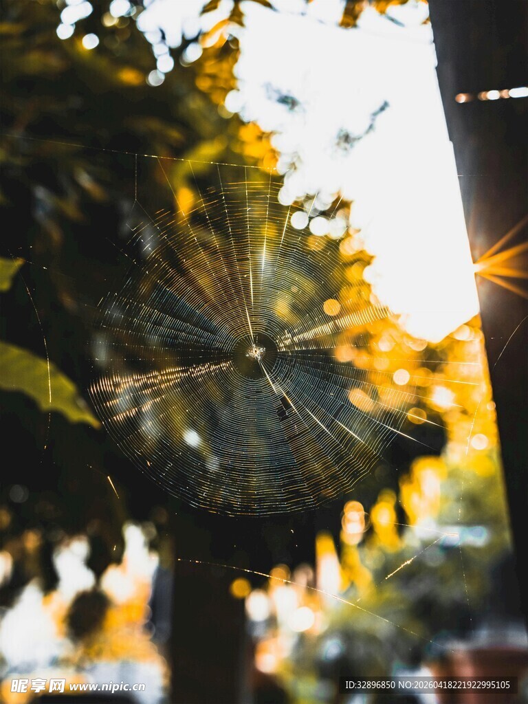 阳光下的蛛网