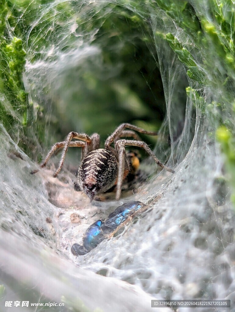 蜘蛛在网中捕食昆虫