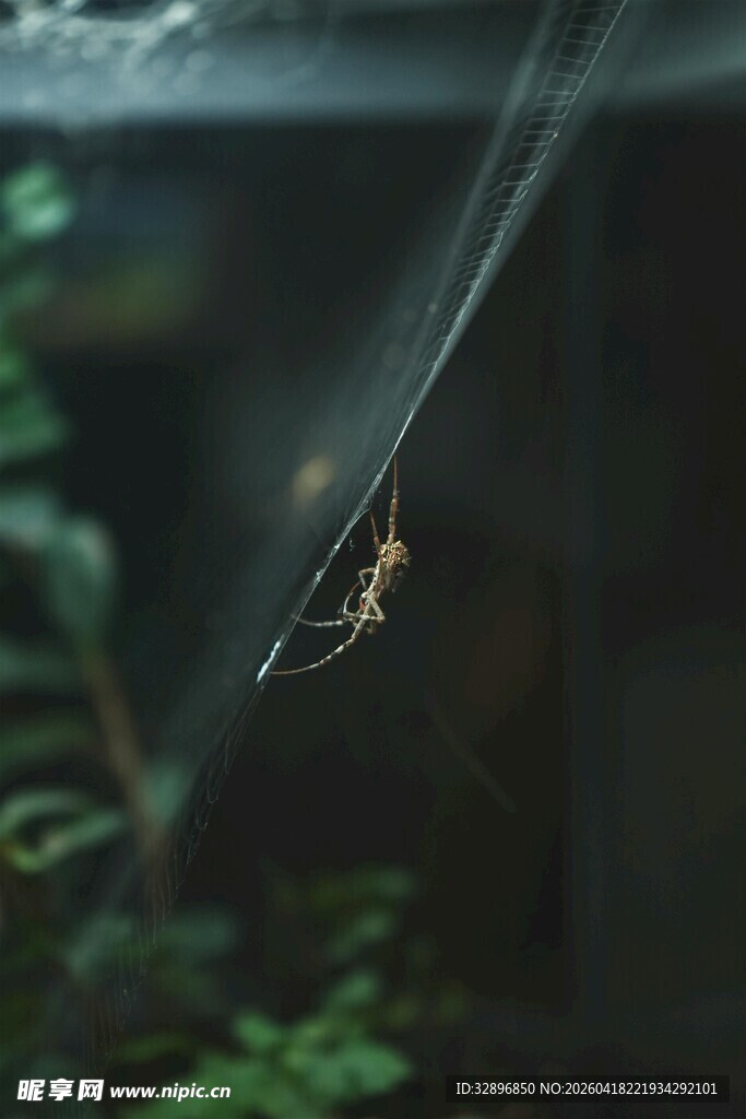 蜘蛛悬于蛛丝上