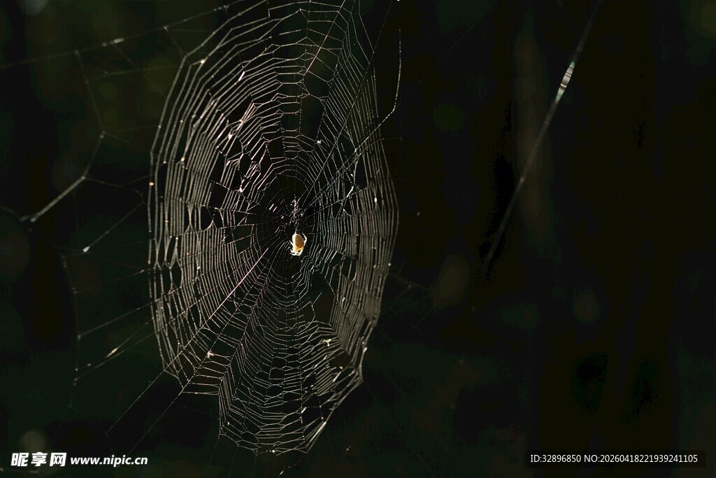 蛛网中的神秘光影