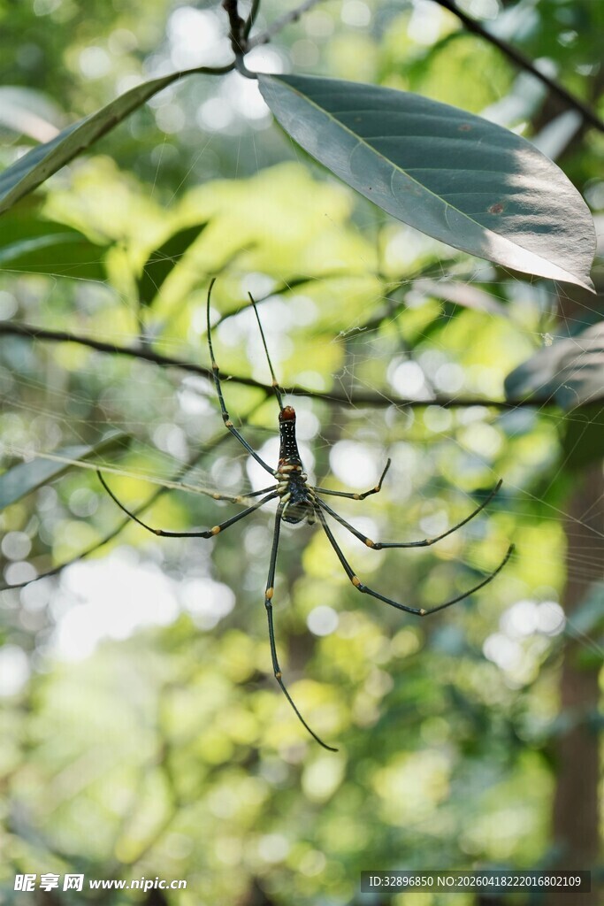 枝叶间的自然景致