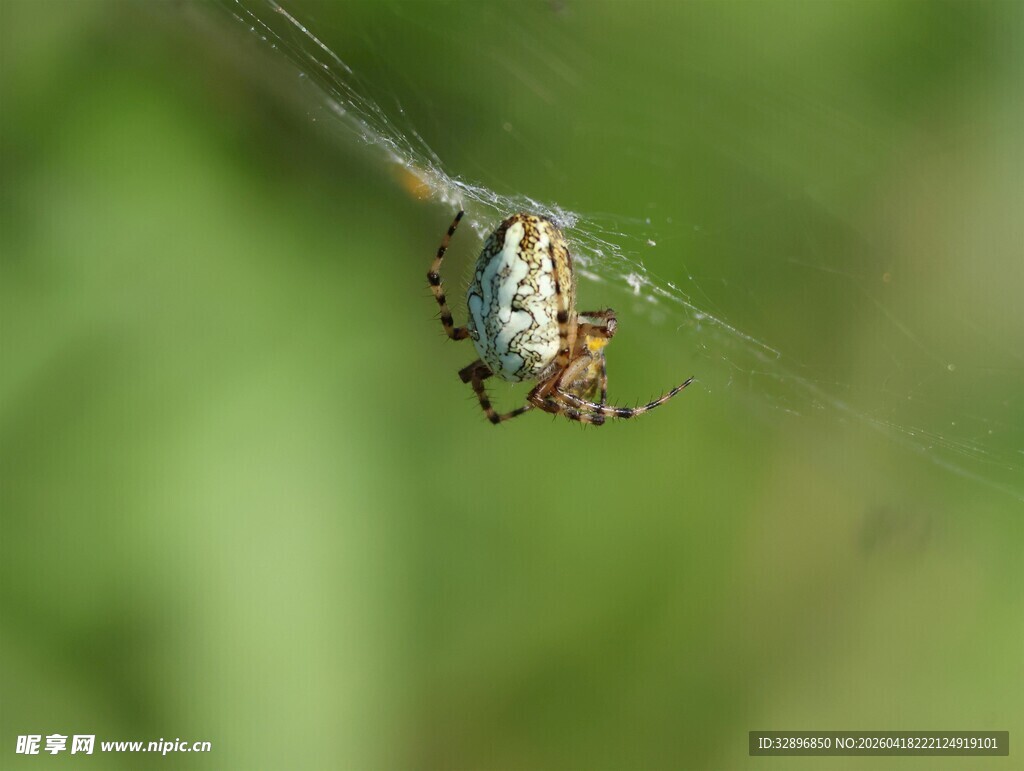 悬于蛛丝的多彩蜘蛛