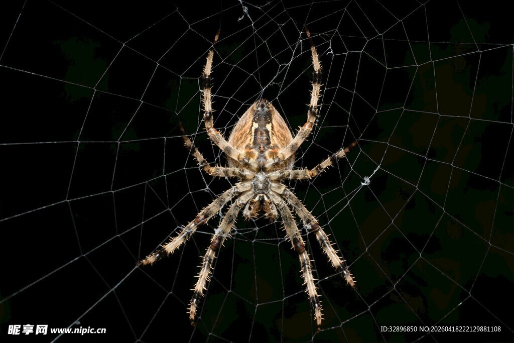 蜘蛛盘踞于精巧蛛网中