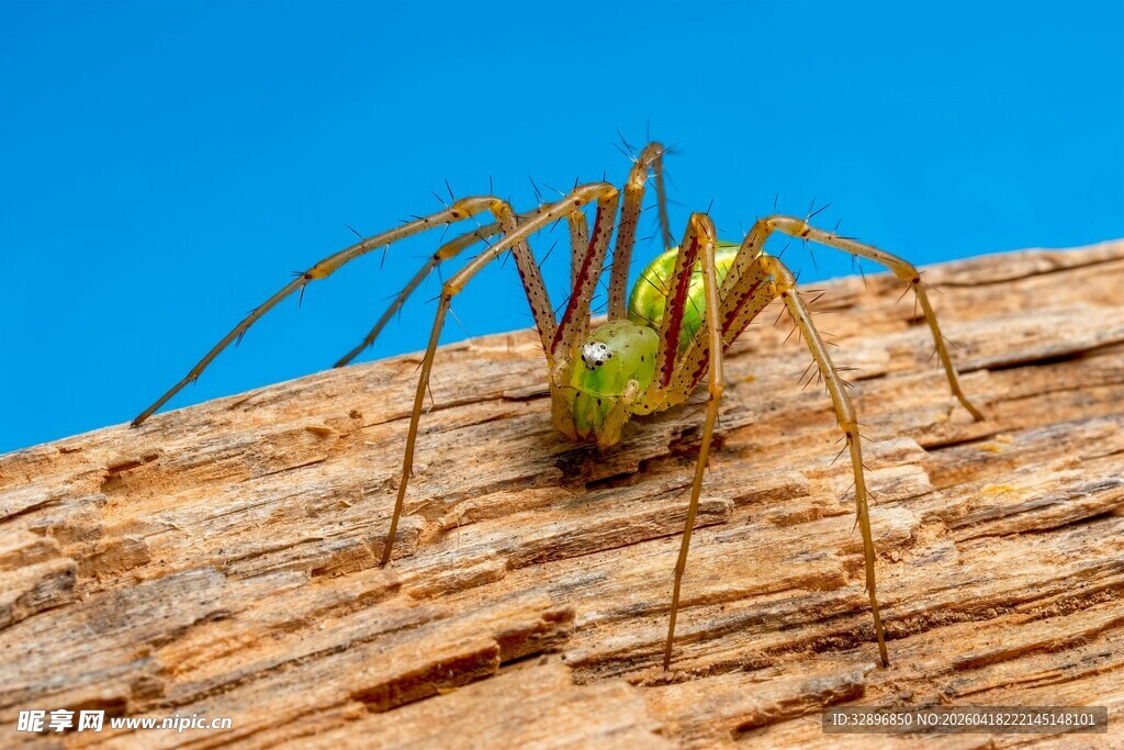绿色蜘蛛趴在木头上