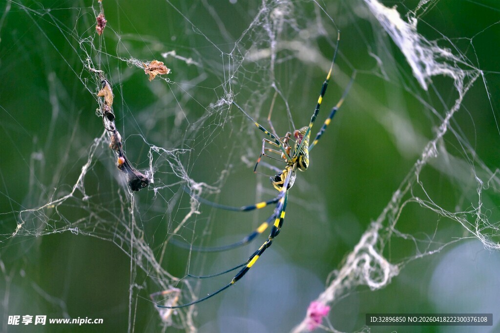蜘蛛网上的多彩昆虫