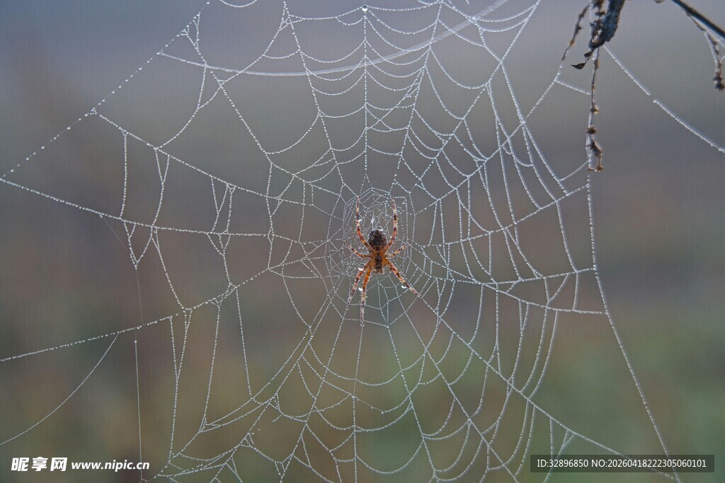 清晨蛛网中的蜘蛛