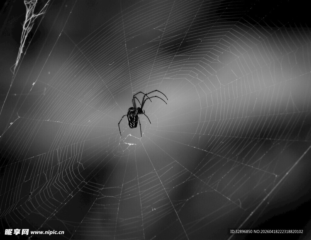 黑白色调下的织网蜘蛛
