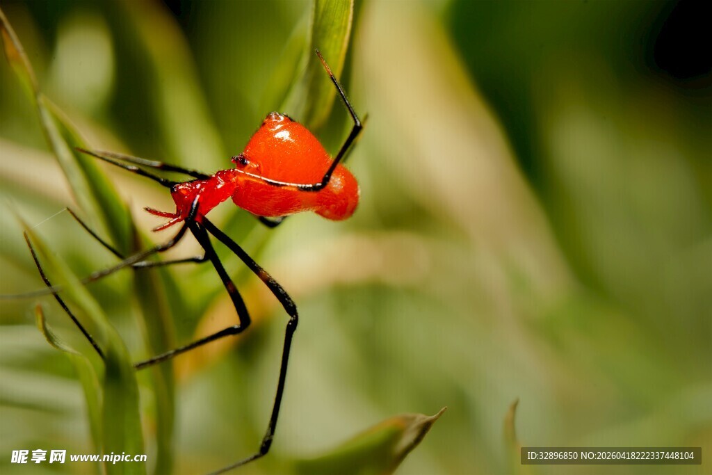 红色蜘蛛栖息于绿枝上