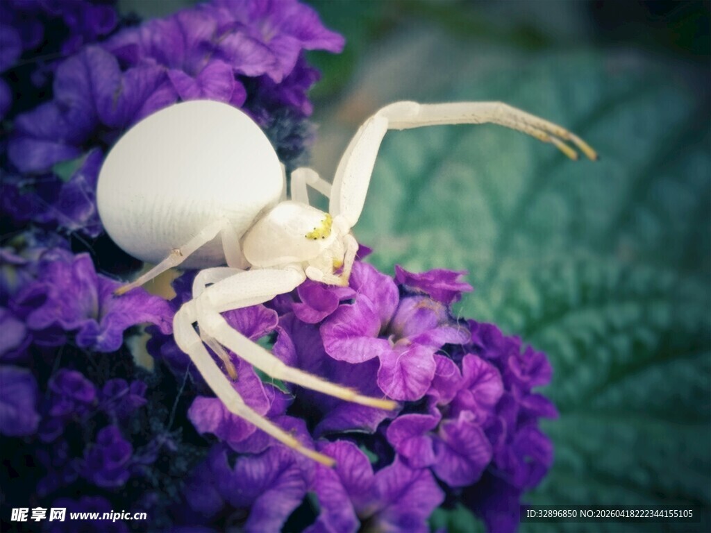 白蜘蛛栖于紫花丛中