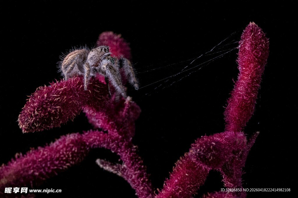 粉红毛茸茸植物特写