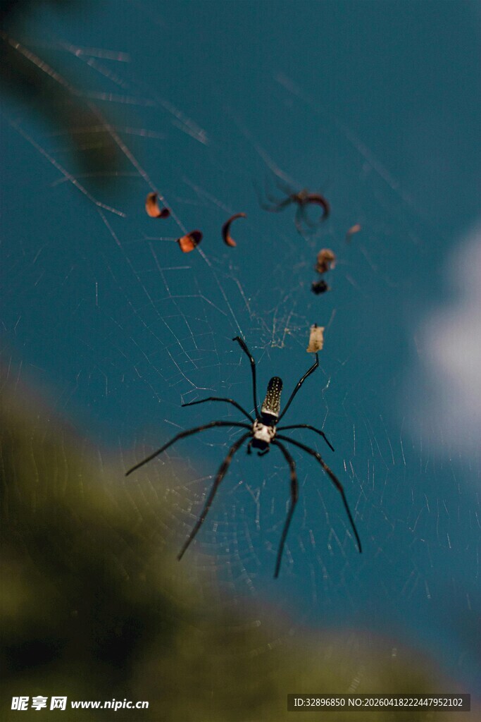 悬丝蜘蛛多彩小虫环绕