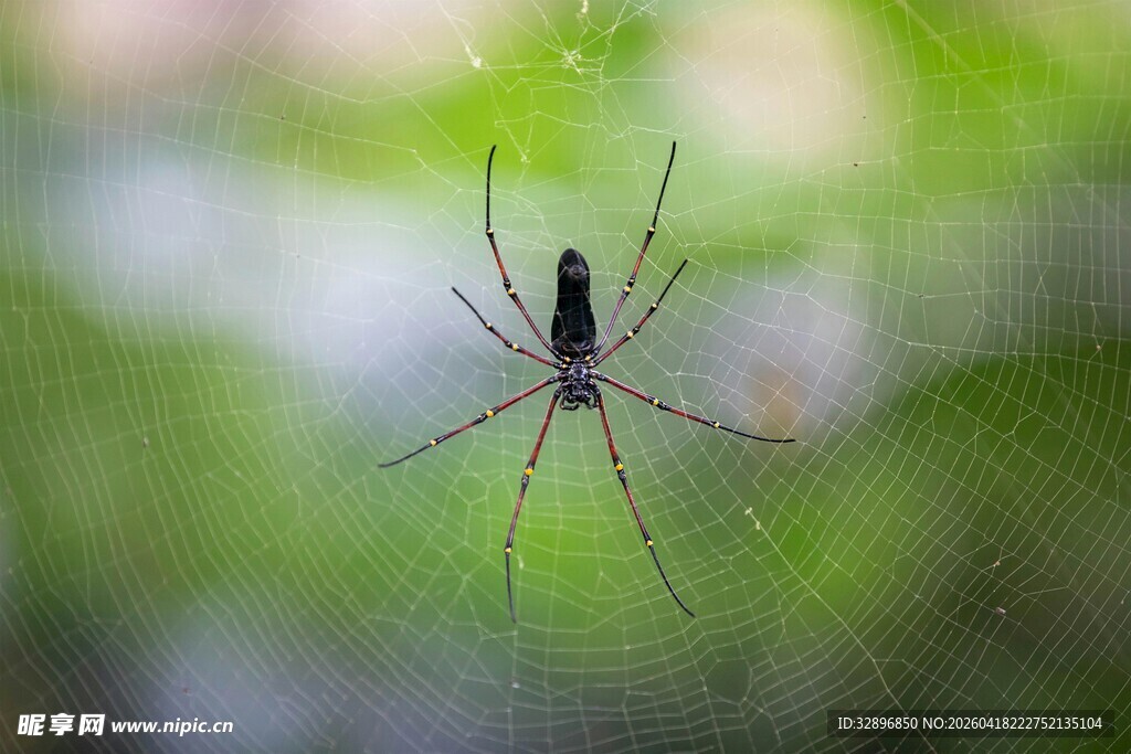 悬于蛛网的细长腿蜘蛛