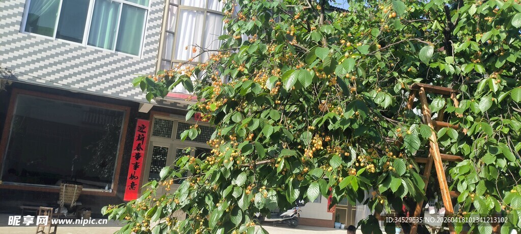 樱桃树掩映下的房屋一角