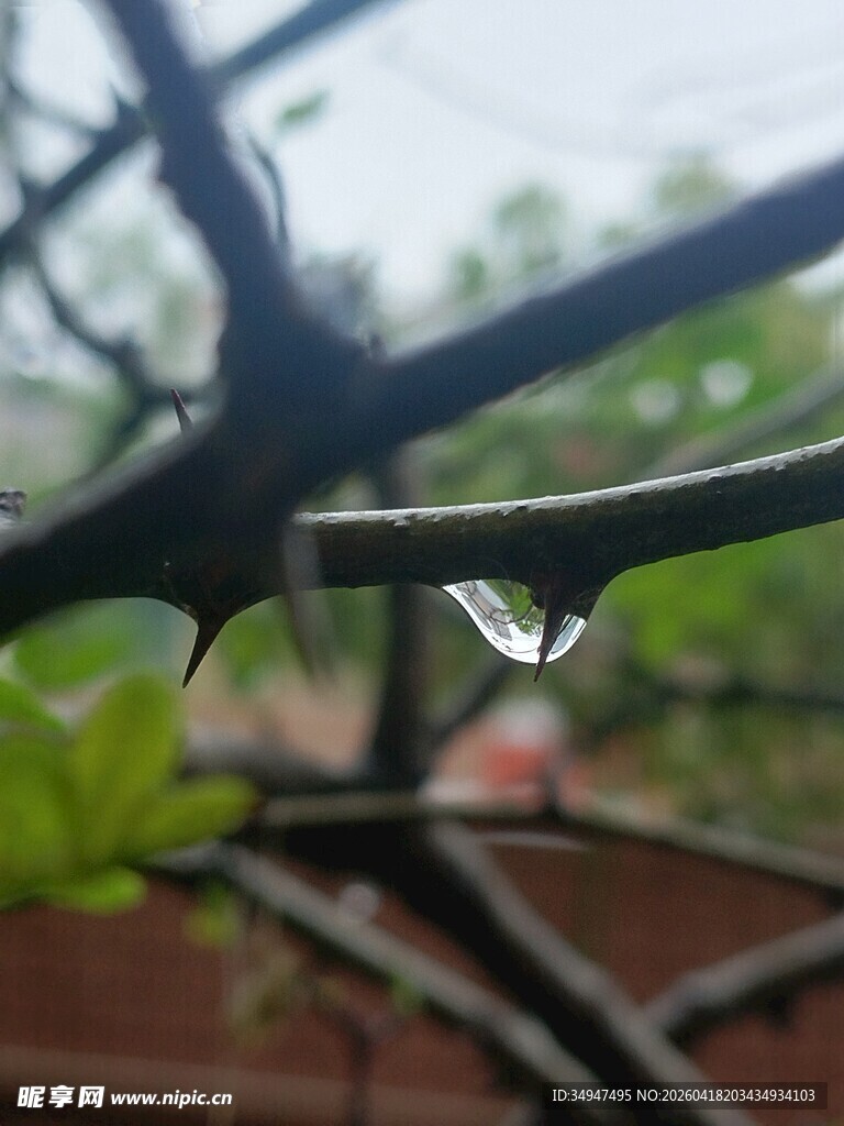 枝头水滴静美自然瞬间