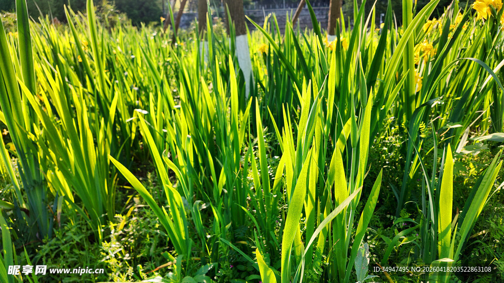 翠绿繁茂的田间植物景观