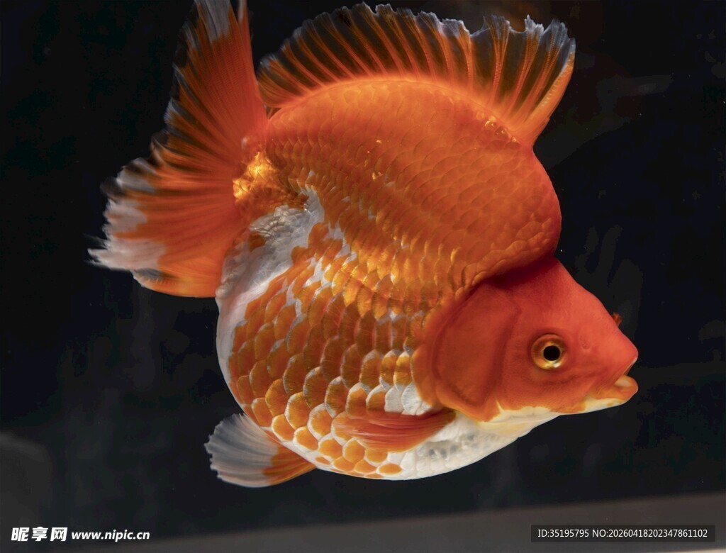 优雅金鱼水中游