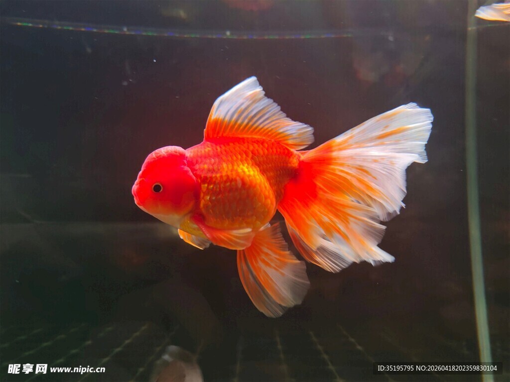 红顶金鱼水中优雅游弋