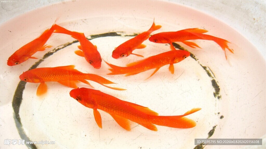 盆中游动的鲜艳红金鱼