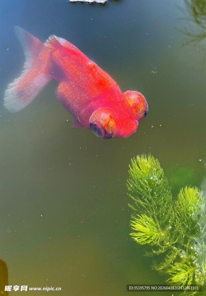水中红金鱼与水草景观