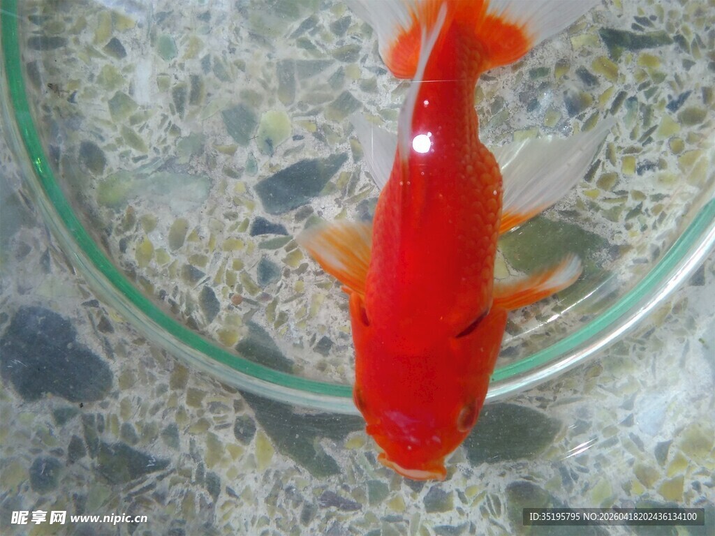 玻璃碗中的鲜艳红金鱼
