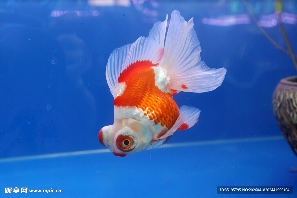 优雅金鱼水中游