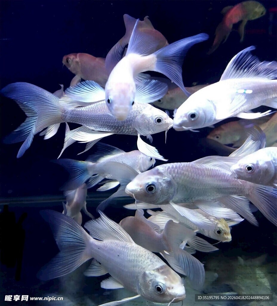 群鱼水中畅游画面