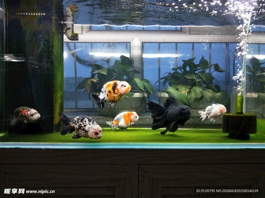 多彩金鱼的清新水族世界