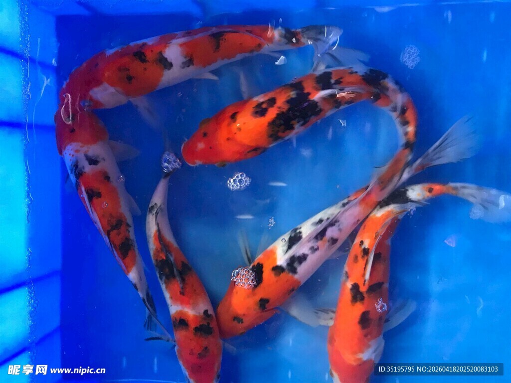 蓝色水池中的艳丽锦鲤