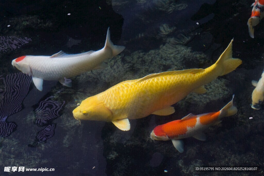 水中游弋的多彩锦鲤鱼