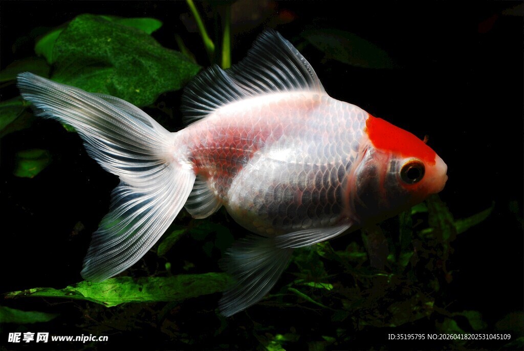 红白金鱼水中优雅游动