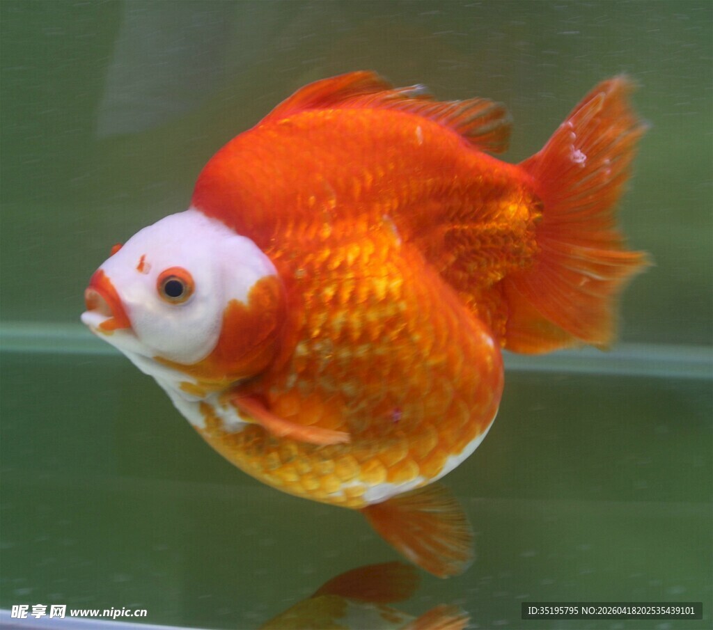 可爱金鱼水中游