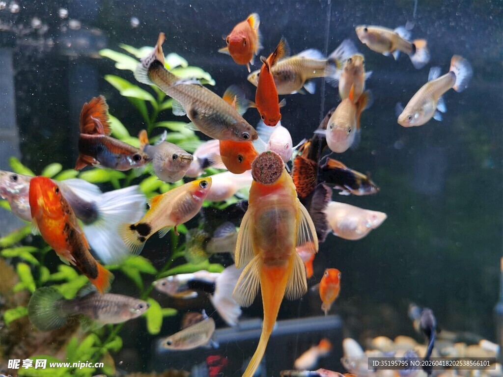 多彩金鱼在水族箱中游弋