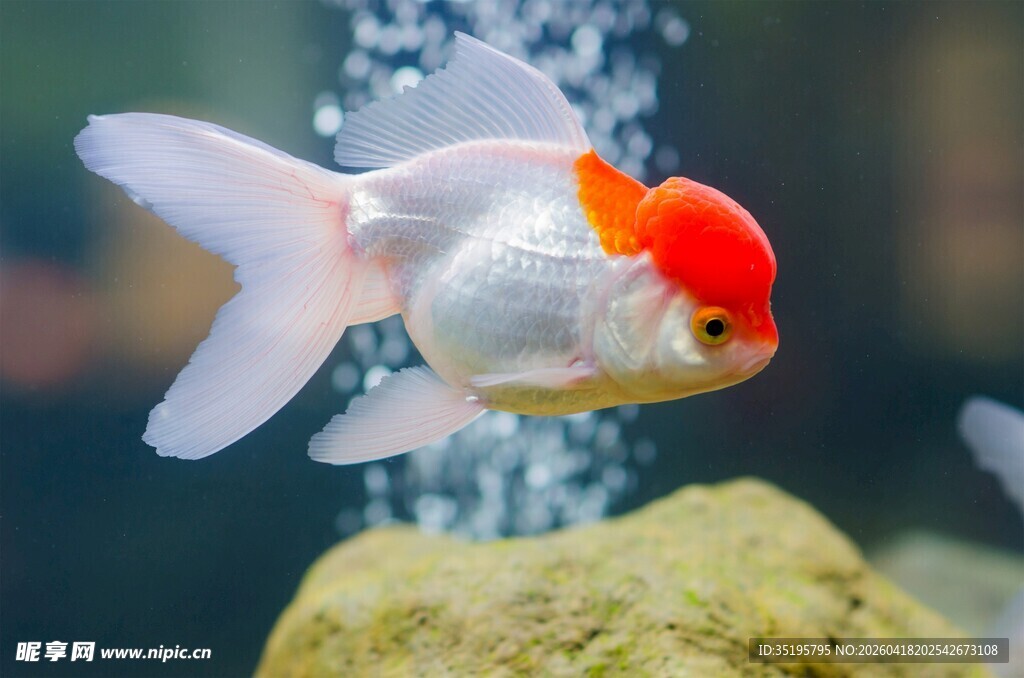 金鱼水中游灵动又可爱