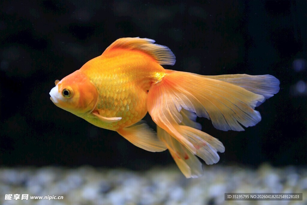 优雅金鱼水中自在游弋