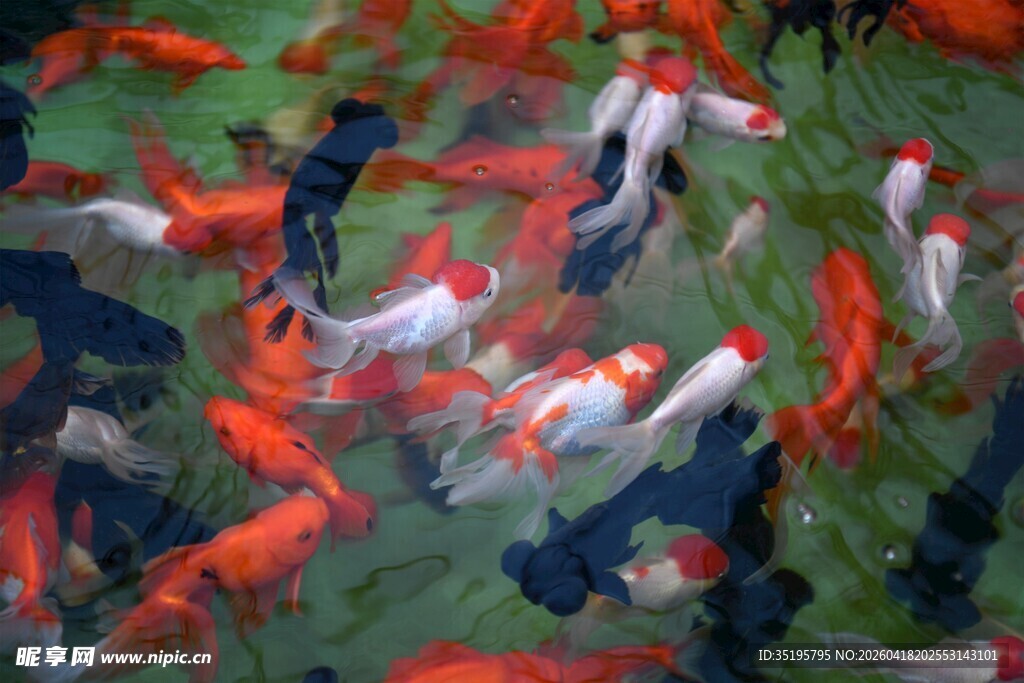 池塘中游动的多彩锦鲤