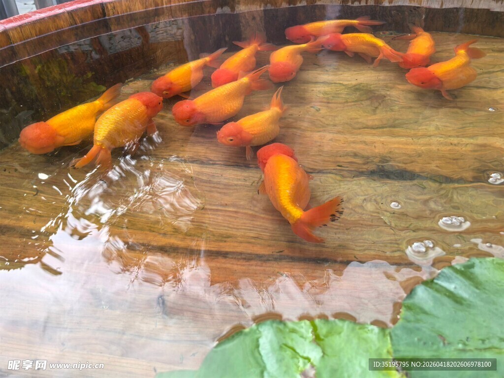 池塘中游动的多彩金鱼